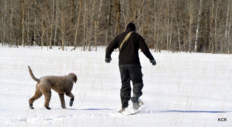 snowshoeing with dogs: man on snowshoes on dog with foot booties on snow
