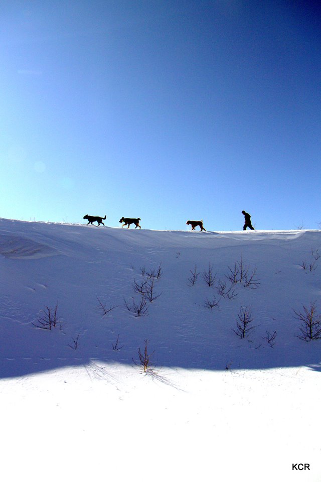 dogs and man on snowy ridge in distance