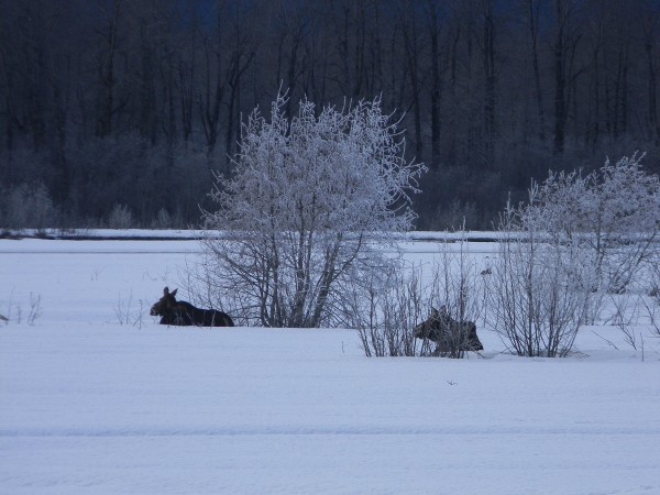 Moose on the river flat