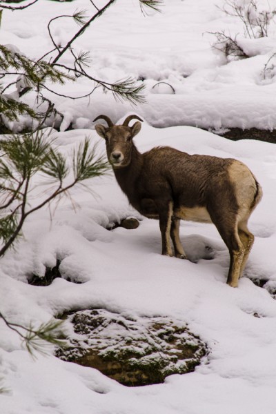 bighorn sheep on Berray Mountain, Montana