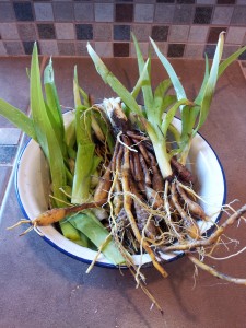 Corms and tender shoots of the day lily