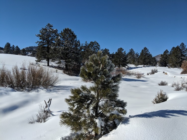 blue sky on Chama snowshoeing trail