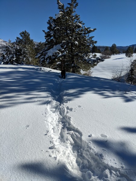 deep snow with snowshoe trail leading to tree and blue sky