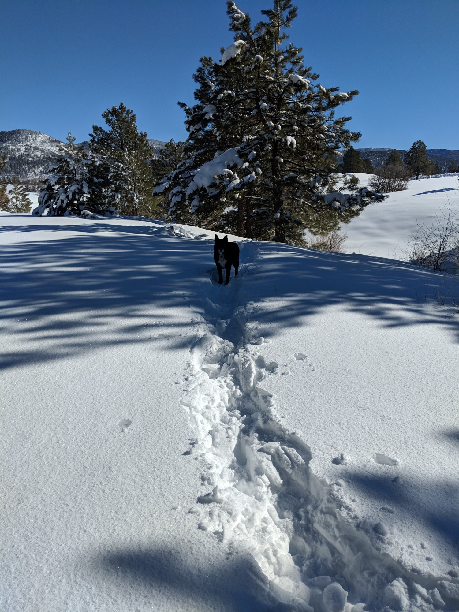 dog in deep snow looking at camera