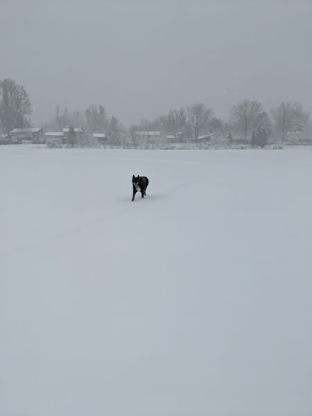 very happy dog far away in snow with houses in background