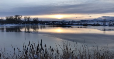 partially frozen lake with sunset reflection and reeds in foreground