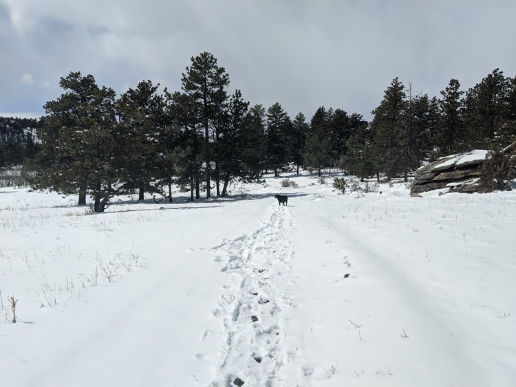 dog on wide open snowy trail