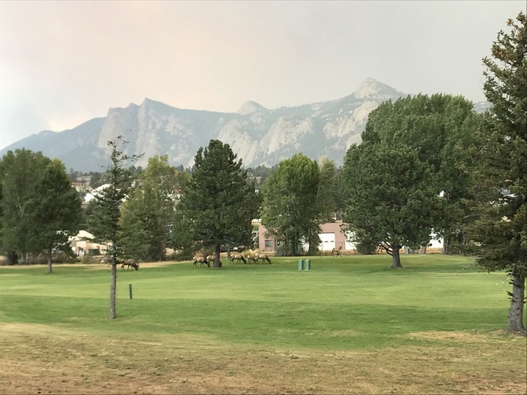 elk on golf course in Estes Park, CO