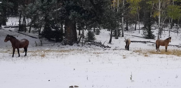 snowshoeing in New Mexico: horses on a snowy trail with trees