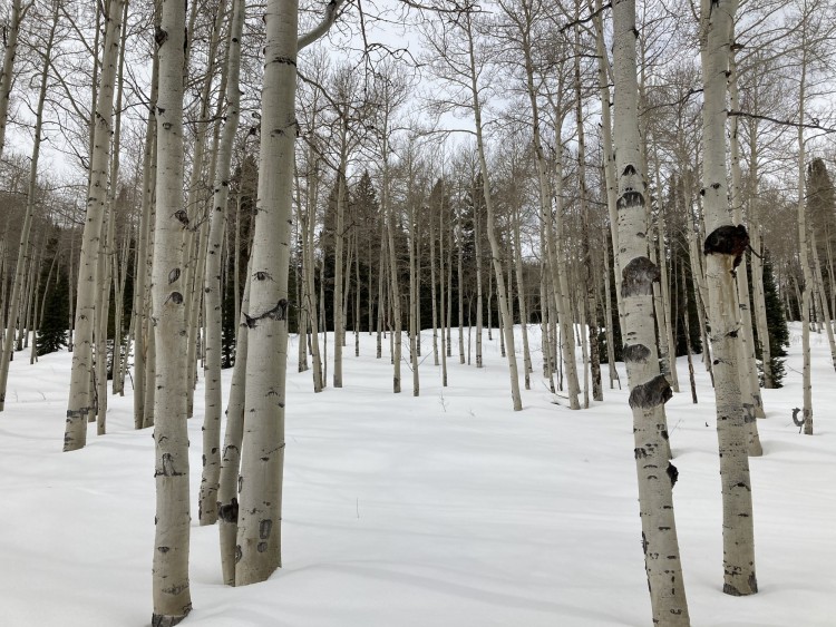 forest of aspen trees surrounded by snow