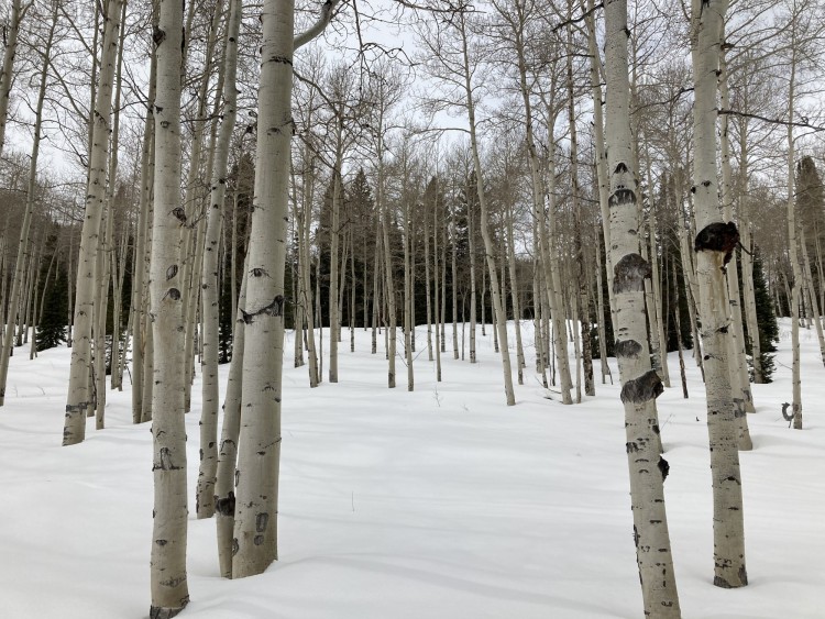 forest of aspen trees 