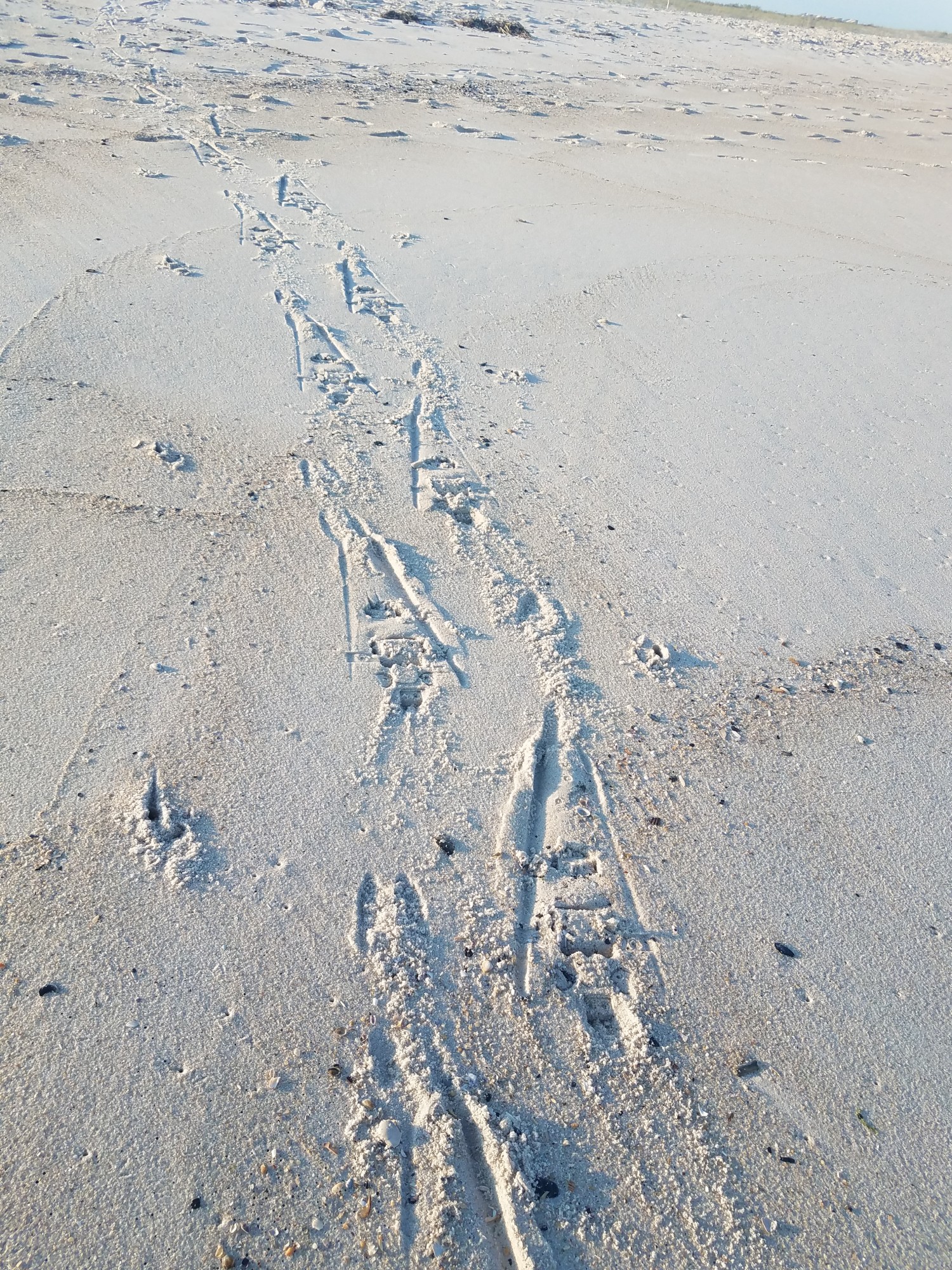 snowshoe tracks in the sand