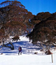 person snowshoeing in Kosciuszko National Park with trees in background
