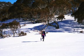 person snowshoeing near KNP with trees in background