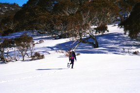 snowshoeing thredbo