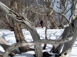 tree branches criss crossing with person standing between them in distance on snowy landscape