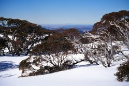 snowy landscape with trees and blue sky in Australia