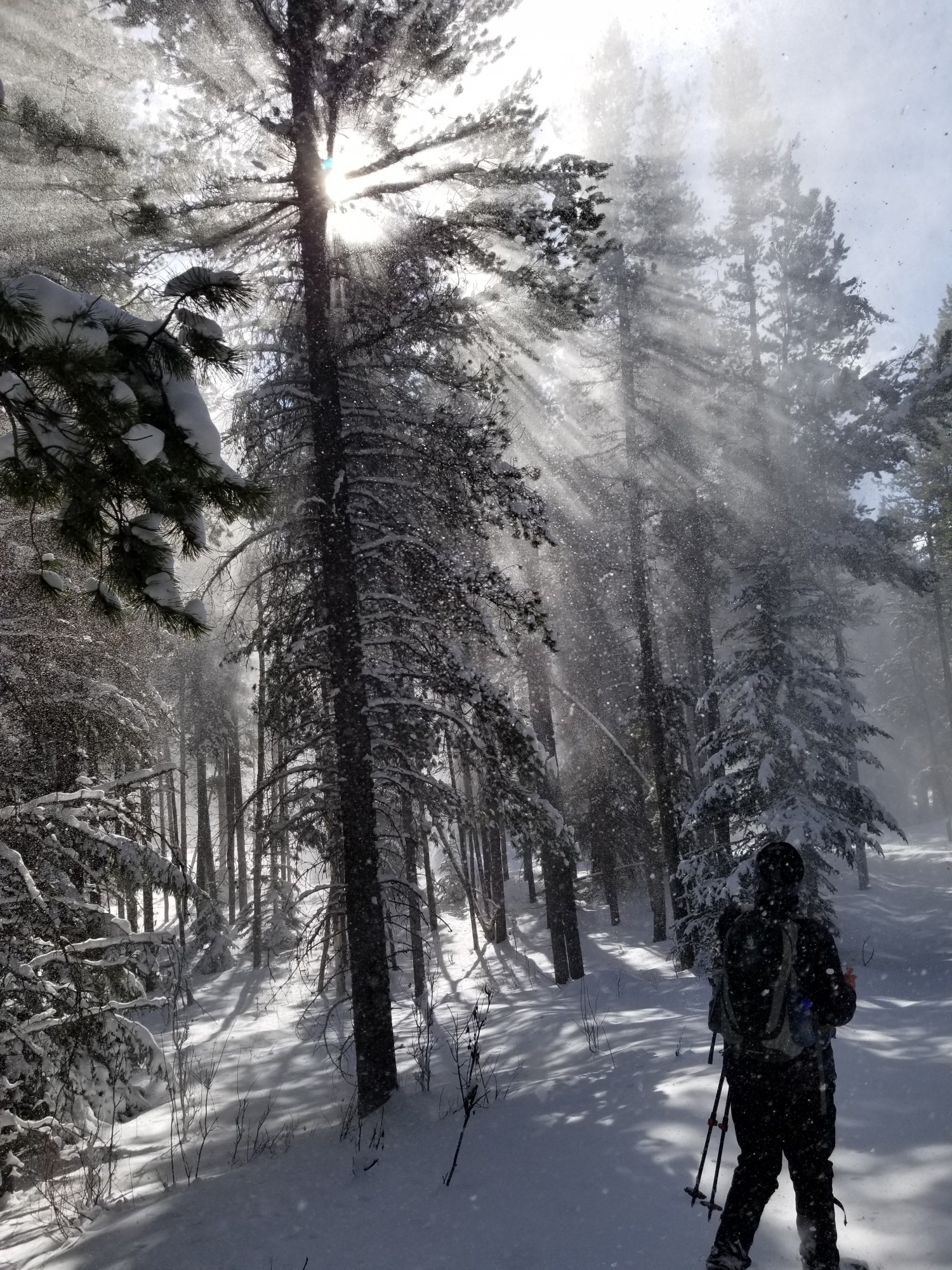 winter photo competition: person walking with sun filtering through trees