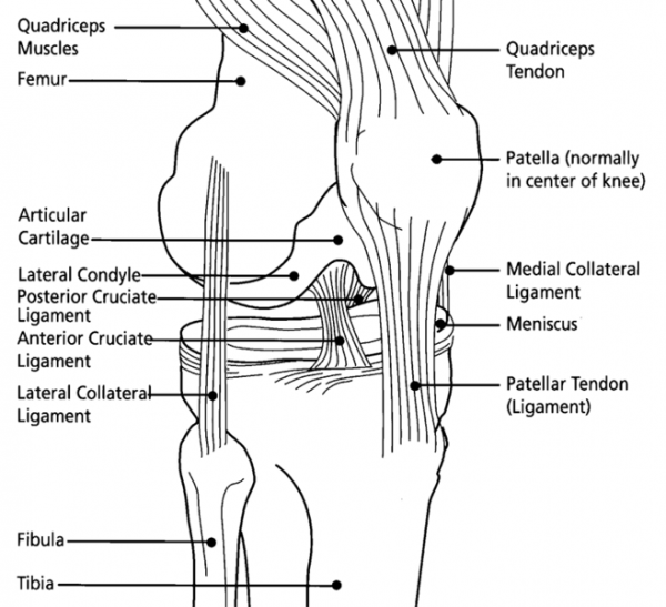 knee diagram