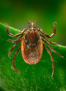 Western Black-Legged Tick https://identify.us.com/idmybug/ticks/tick-species/western-blacklegged-tick.html