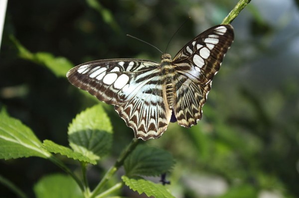 800px-Butterfly_in_Victoria_Gardens