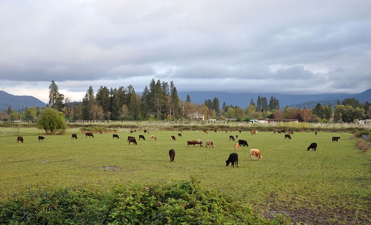 cattle on field with mountain in background