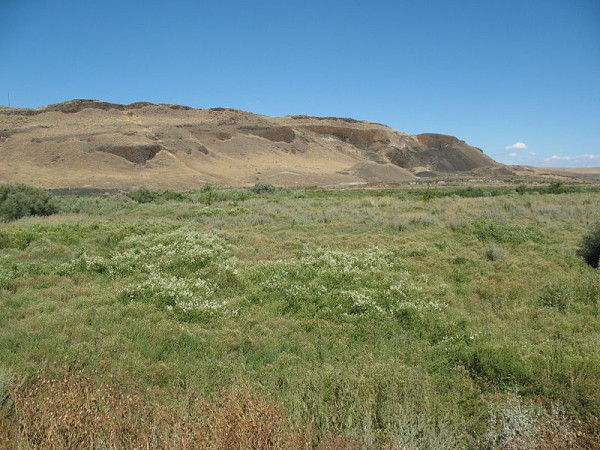 800px-Desert_meadow_in_Eastern_Washington