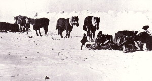 800px-Siberian_ponies_-_Terra_Nova_Expedition