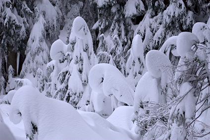 trees filled with snow