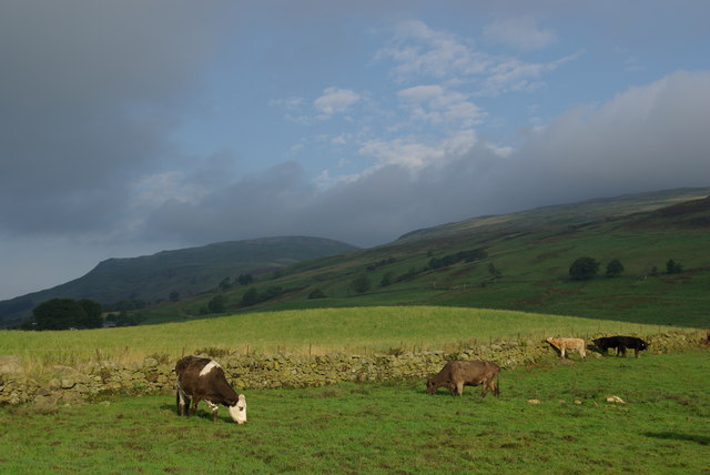 cows in pasture, Campsie Fells, Scotland