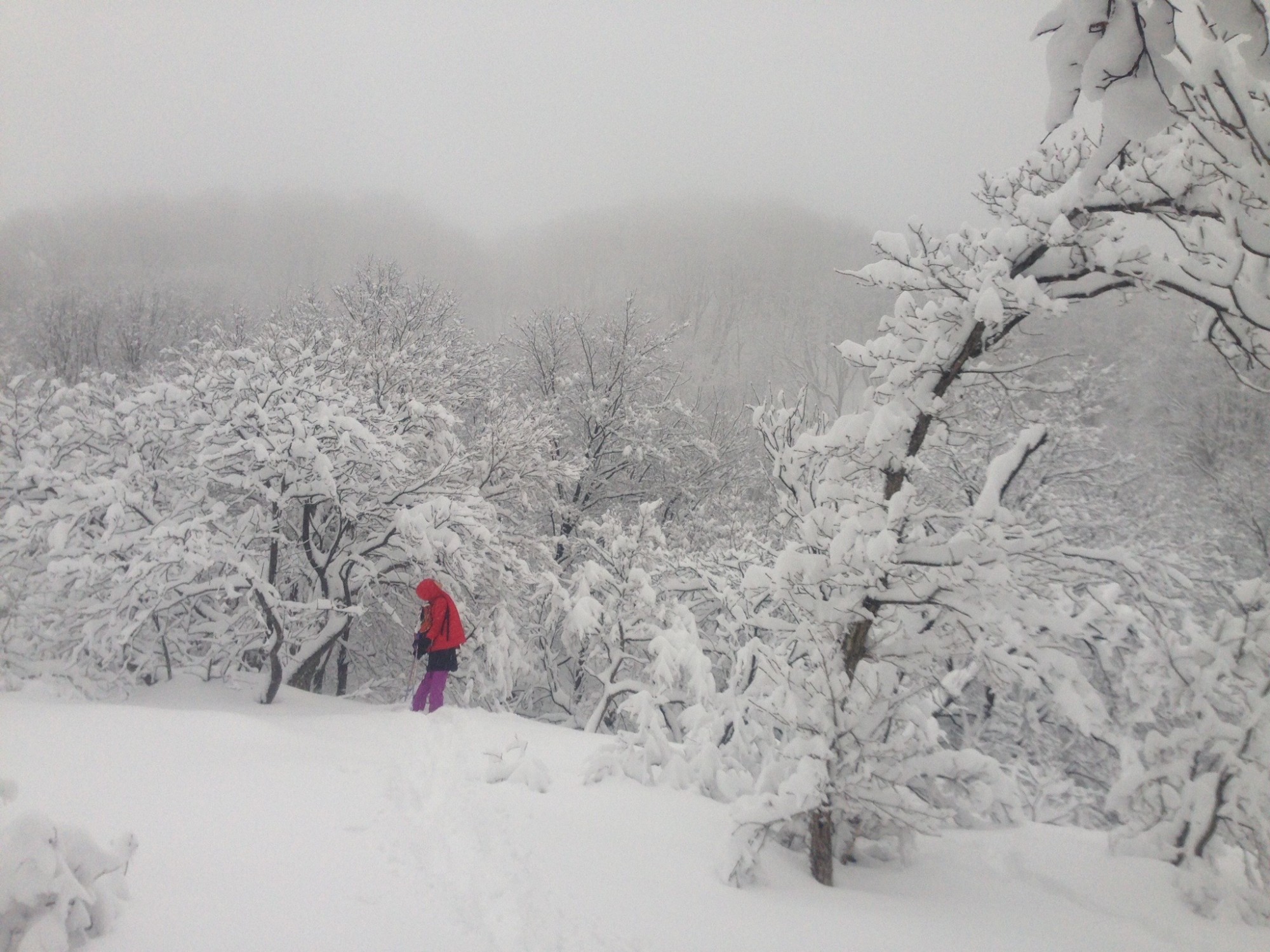 snow covered trees in a snowstorm and woman in background