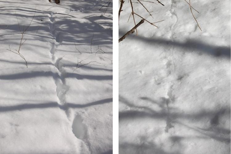 side by side L: white tailed deer tracks in snow with tree shadows, R: grouse tracks after being spooked with branch nearby