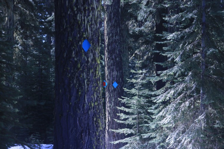 large trees with blue trail markers 