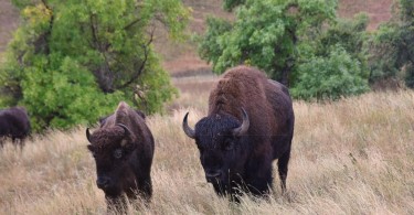 bison in a field