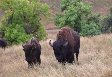 bison in a field