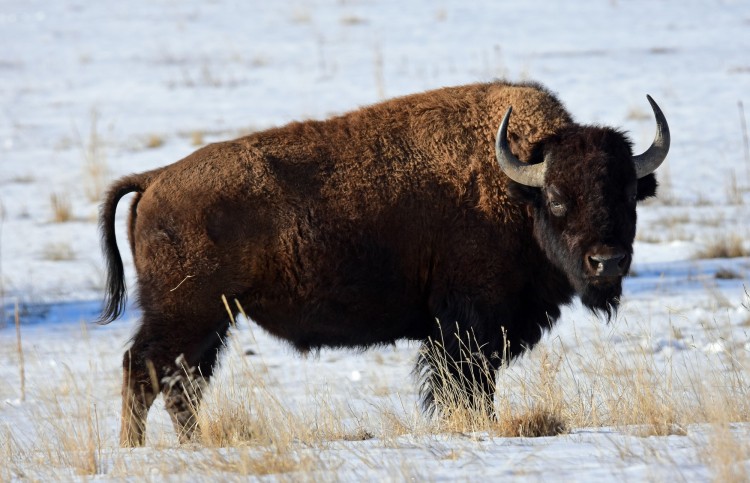 snowshoeing near Denver CO: bison in snow at RM Arsenal 