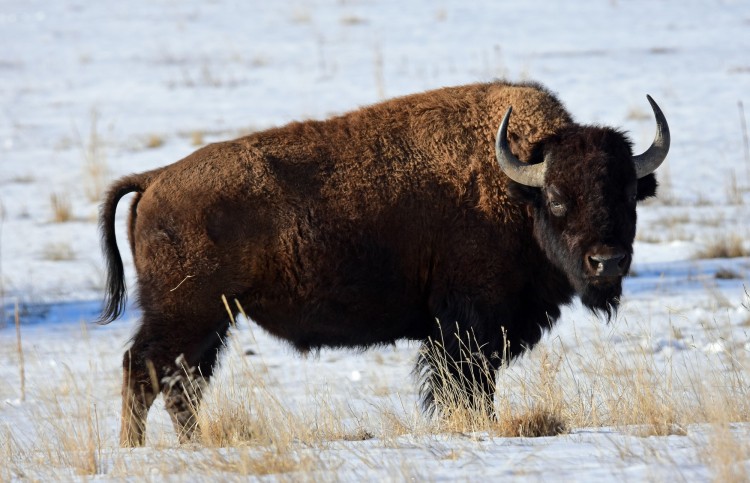 snowshoeing near Denver CO: bison in snow at RM Arsenal