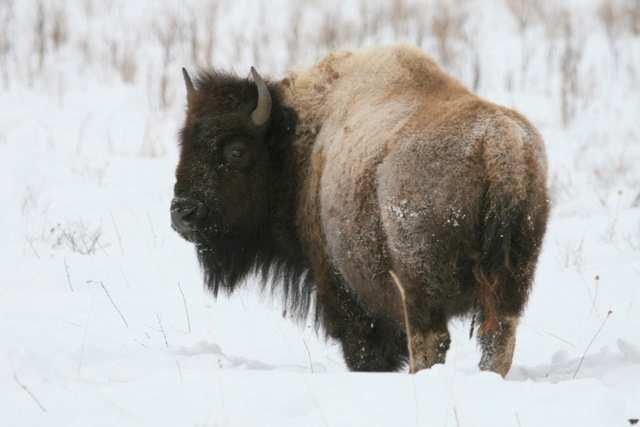 bison in Riding Mountain