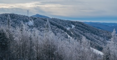 winter trees with ski resort in background