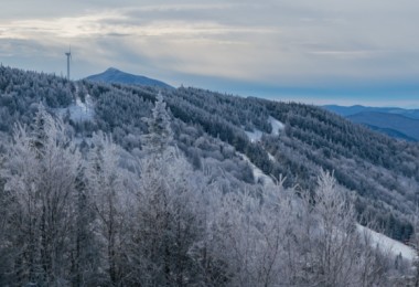 winter trees with ski resort in background