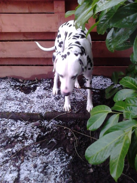 dalmation looking at ground with light snowfall