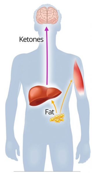 ketone diagram- Wilderness Athlete