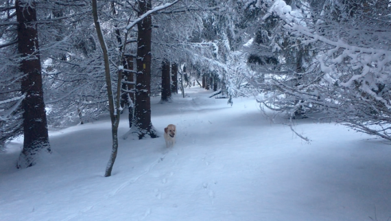 snowshoeing dog Carlton Hill near Rochester NY 