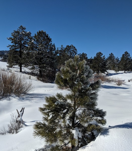 Chama NM landscape 