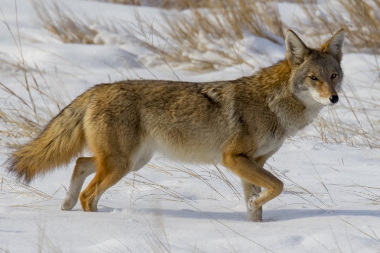 snowshoeing near Denver, CO: coyote in snow in Cherry Creek State Park