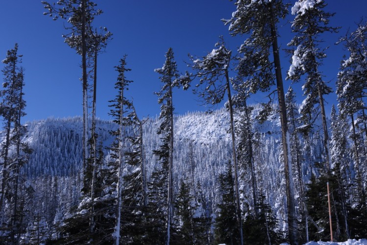 view of mountain with trees in front near Santiam Pass