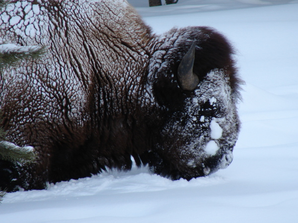 bison head and neck dusted in snow