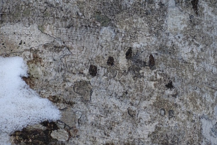 bear claw marks on a tree