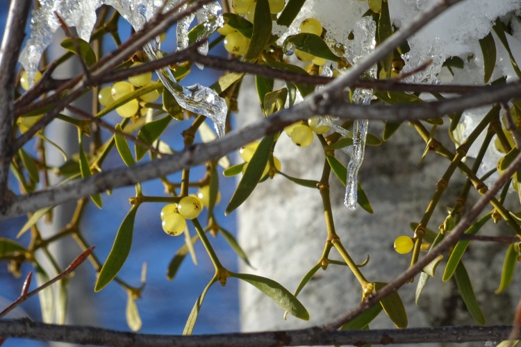 berries on a tree in winter