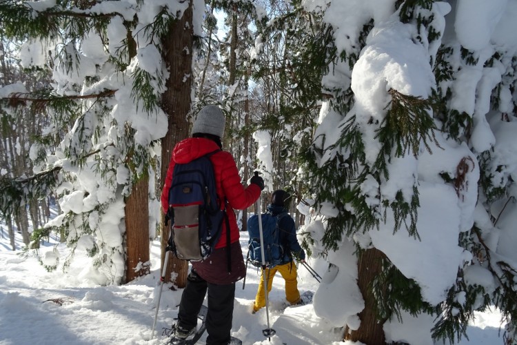 man entering snowy forest on snowshoes